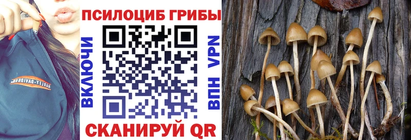 купить  цена  Ладушкин  Галлюциногенные грибы мицелий 